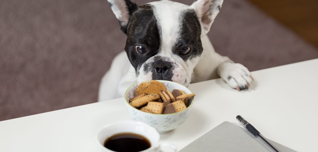 How to Market and Introduce Pet Products