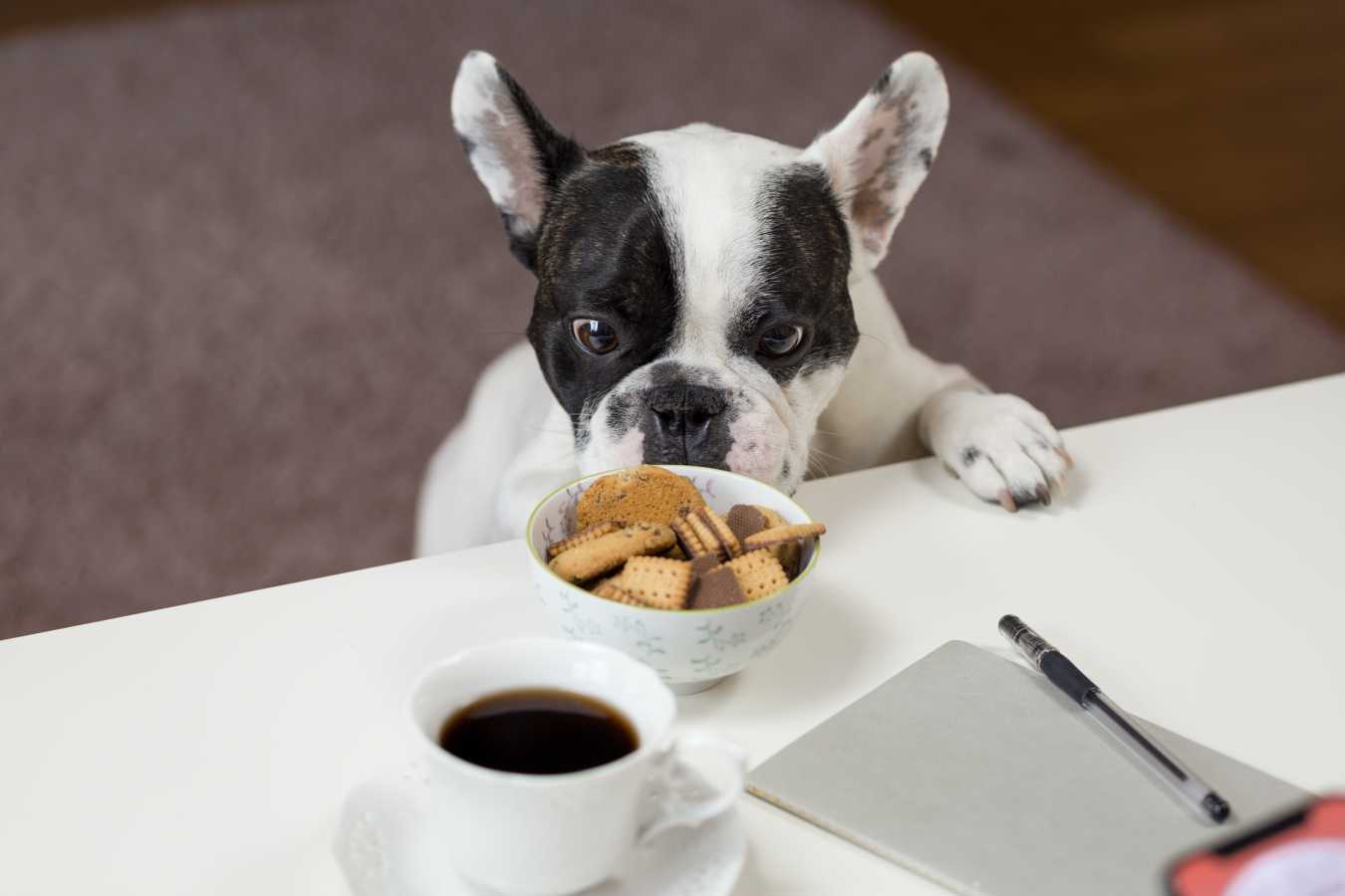 How to Market and Introduce Pet Products